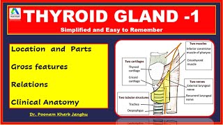 Thyroid gland anatomy  Thyroid gland  Thyroid gland  parts relations and clinical anatomy [upl. by Dorsman]