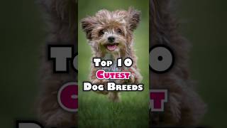 Top 10 Cutest Dog BreedsShorts trending viral dog [upl. by Euqnomod96]