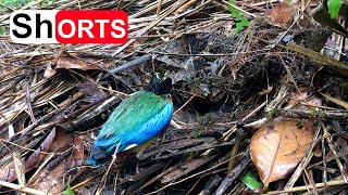 Bird Nest Is Destroyed by the Rain – Nest on the Ground Is Falling Down With Babies Inside [upl. by Nauqram471]