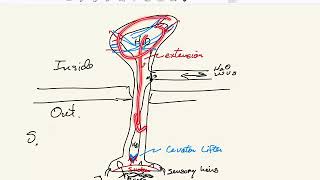 Echinoderm Tube Foot Structure and Function 9 17 2020v2 [upl. by Edris]