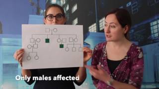 Genetic pedigrees  how to draw and use them [upl. by Arraeic]