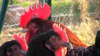 Poule de race  Marans [upl. by Lerrehs]