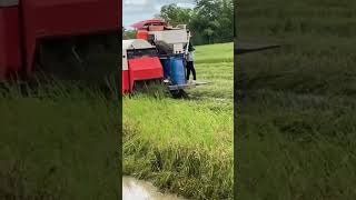 Straw strewn all over the fieldsagriculturestomaches [upl. by Ahsinhoj]