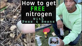 How to get free nitrogen growing Peas amp Beans garden gardening [upl. by Ial895]