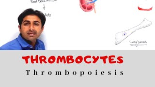 Thrombocytes Thrombopoiesis Hemopoiesis  Hematology Part III  and Clinical Significance [upl. by Ahsinrat]