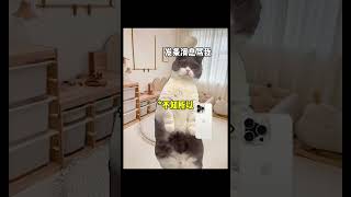 分手后遗症 猫meme funny 喵不可言 cat 猫meme小剧场 分手 shorts [upl. by Nnylarac377]