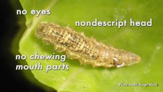 Identifying Syrphid Fly Larvae [upl. by Hpeseoj347]