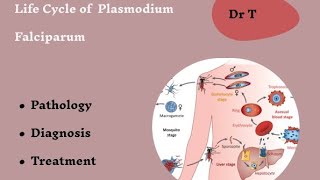 Life cycle of Plasmodium falciparum part 2 [upl. by Averir531]