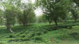 One Of Biggest Tea Garden in Assam India🇮🇳 [upl. by Pentha]