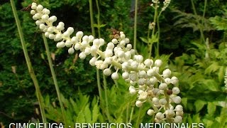 La Cimicifuga Racemosa  Propiedades y Beneficios  Planta Medicinal [upl. by Urba]