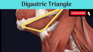 Anterior Triangle of the Neck  Digastric Triangle Anatomy mbbseducation bdsheadandneckanatomy [upl. by Gnemgnok]