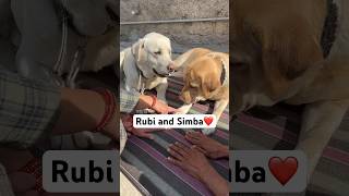 Gallan teri mithiya ❤️  labra rubi  youtubeshorts shorts shortsfeed labrador youtube dog [upl. by Nixie]