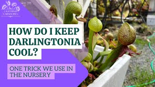 An Easy Way to Grow Tricky Darlingtonia [upl. by Willtrude]