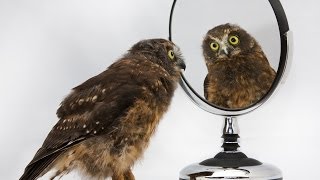 Bird Dance  Little Morepork at Bird Rescue [upl. by Kaiser955]