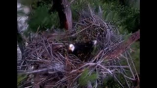 Captiva Eagle cam  Update 2nd view of the Eagle during the hurricane Oct 9 2024 [upl. by Raphael]