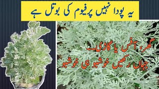 Mushk e Waheed Plant  Artemisia Plant Care  Interesting Facts [upl. by Trebled]