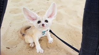 Walking an 8 Week Old Fennec on a Sand Drift [upl. by Dorlisa]