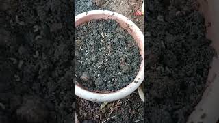 how to grow calendula flower seeds calendula flower meesho flower seeds review YouTube shorts [upl. by Oirramaj]