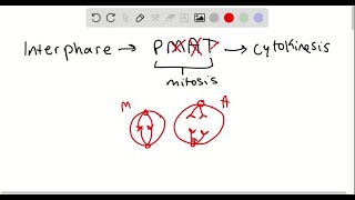 Match the statement to interphase or the phase of mitosis in the key a metaphase b interphase c… [upl. by Terra]