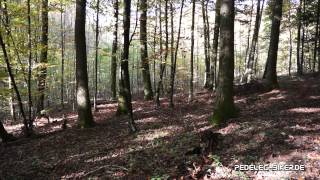 Herbstzeit Spaß mit dem Xduro Pedelec Mountainbike [upl. by Farika]