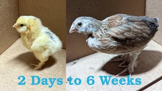 Salmon Faverolle Daily Chick Photo Progression From Two Days to Six Weeks Old [upl. by Noiramed]