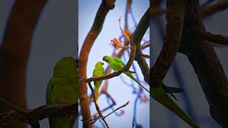 Rose ringed parakeet [upl. by Haibot]