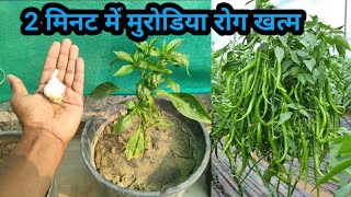 2 मिनट में मिर्च के पौधे का कीड़ा और मुरोड़िया leaf curl virus रोग बाहर निकालने का अचूक घरेलु उपय [upl. by Ilujna326]