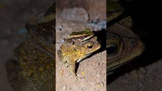 Catch two frog for funny jump  Frogs video funny  Funny Toad and Frog for laugh [upl. by Ecyle]