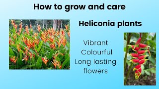 Heliconia psittacorum Parrots beak Heliconia rostrata Exotic Vibrant Colourful long lasting flowers [upl. by Dickens]