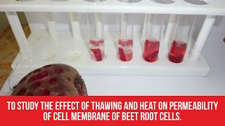 To study the effect of thawing and heat on permeability of cell membrane of beet root cells [upl. by Gloria]