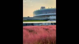 Beilonghus Muhlenbergia capillaris 粉黛 is in full bloom—a stunning mustsee place in Zhengzhou [upl. by Aleacem]