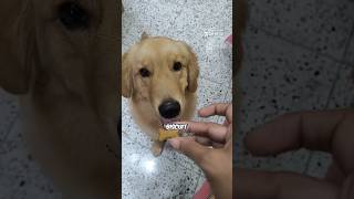 Shopping Haul 🛍️ dog goldenretriever puppy pets [upl. by Latin]