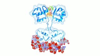 Tetrameric cdiGMP Mediates BldD Dimerization [upl. by Lirrad]