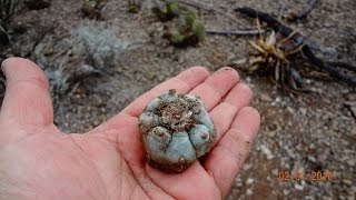 Plantas Sagradas Mi experiencia con quotHikuriquot Peyote en Real de 14 Desierto de Wirikuta [upl. by Narine]