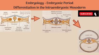 Differentiation of Intraembryonic Mesoderm  Paraxial Mesoderm Intermediate Mesoderm Lateral Plate [upl. by Analram]