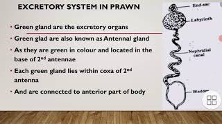 excretory system in prawn or palaemon Crustacean [upl. by Cram583]