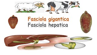 شرح Fasciola liver flukes [upl. by Ettelocin]