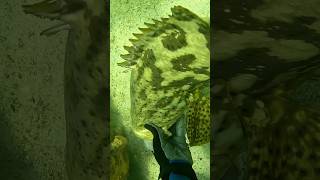 Goliath Grouper VS Hand shorts [upl. by Akived]