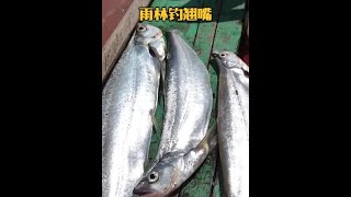 戶外釣魚：漁民運用巧妙的方法收集小魚作餌來釣獲巨型翹嘴！ 釣魚 戶外 [upl. by Kcirddehs]