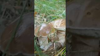 Funghi porcini Alpi porcini nature funghiporcini mushroom boletus borowiki белыегрибы grzyby [upl. by Karsten143]