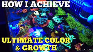 How I Achieve Best Coral Coloration [upl. by Stalker]