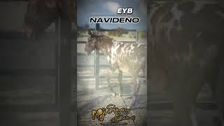 🐰EYBNAVIDEÑO🐰BIENVENIDO… MULAR APPALOOSA appaloosas spottedmule spottedmules [upl. by Reseda402]