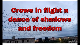 Crows in flight a dance of shadows and freedom [upl. by Mayeda]