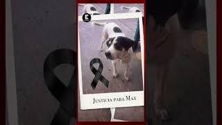 Conmovedora despedida a Max el perrito asesinado en la colonia Moctezuma [upl. by Ydde]