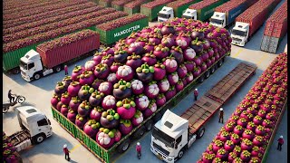 Amazing Thai Farmers Harvest Mangosteen This Way  Thailand Street Food [upl. by Nyloc384]