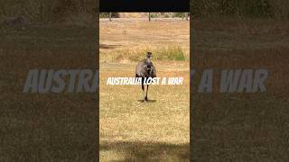 Australia Lost the War to Birds shorts short entertainment [upl. by Ajoop700]