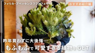 【1年待って念願GET！】もっふもふで可愛い希少植物のご紹介！フィリカプベッセンスワフトフェザー [upl. by Montana]