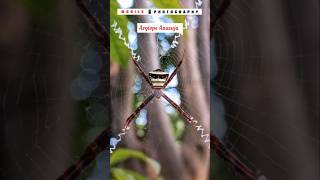 Spider 🕸️ Mobile Photography📱  Oppo Reno 10 5g  shorts youtubeshorts [upl. by Lenoil288]