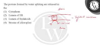 The protons formed by water splitting are released in the [upl. by Anerres178]