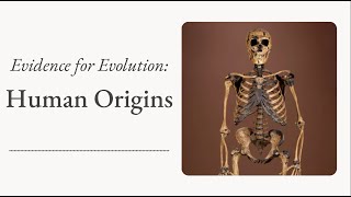 Evidence for Evolution Human Origins [upl. by Kendry]